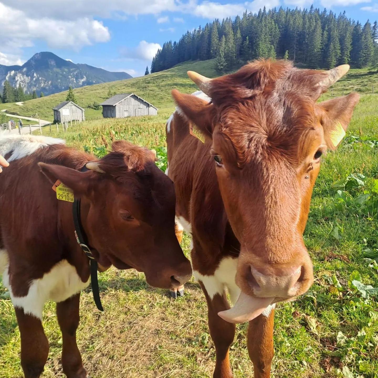 Mountainlove Strobl Dış mekan fotoğraf